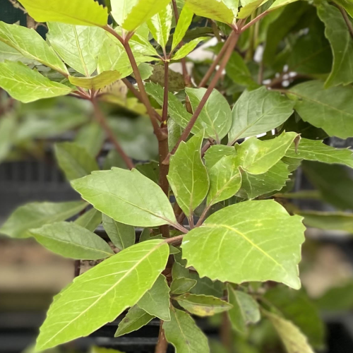 Five Finger - Pseudopanax arboreus